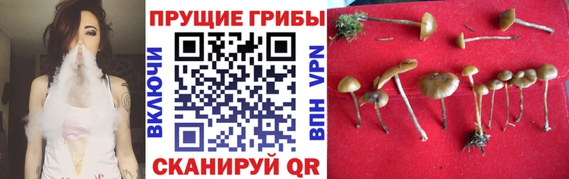 Галлюциногенные грибы GOLDEN TEACHER  Мглин 